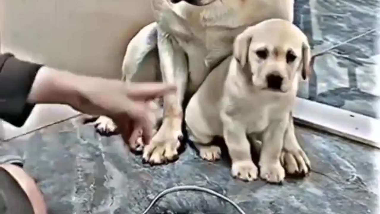 "Unconditional Love: Heartwarming Moments of Animal Parenting 🐾💖