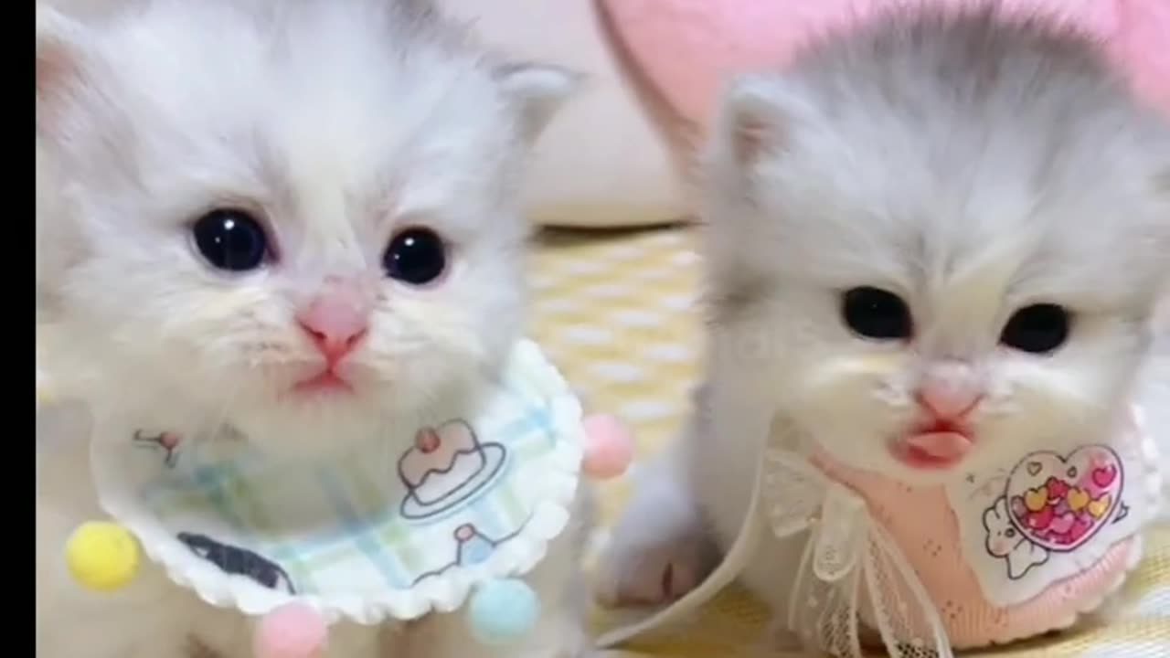 cutest cats video of 2023 🥰🥰 best cat video #short #cutecat #cutekitten