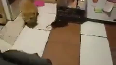 Funny Cat And Mouse Fight