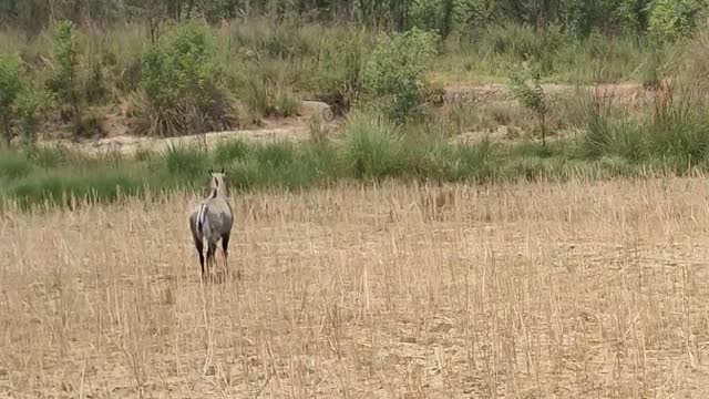 Unknown Animal