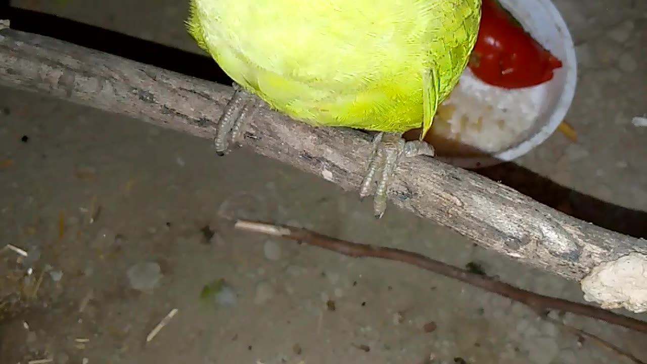 Parrot