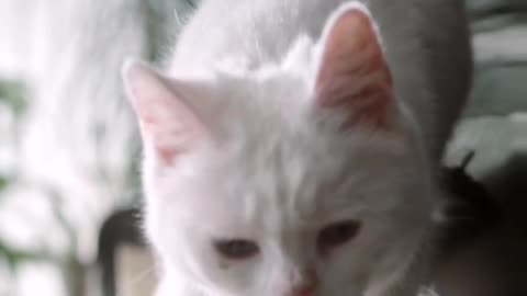 Cat playing with harmonium