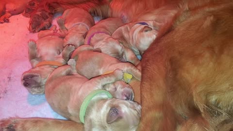 2 Day Old Golden Retrievers Nursing & Sleeping