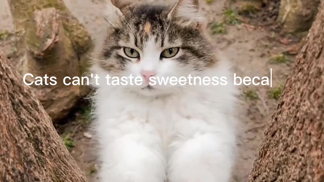 Cat Facts #4