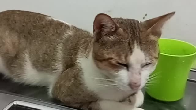 pensive cat waiting for dinner time to come see the ending