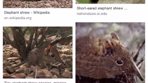 Adorable looks of elephant shrew