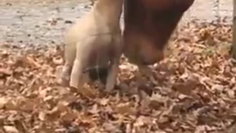 LOVE THE ONE YOU'RE WITH - HORSE AND DOG