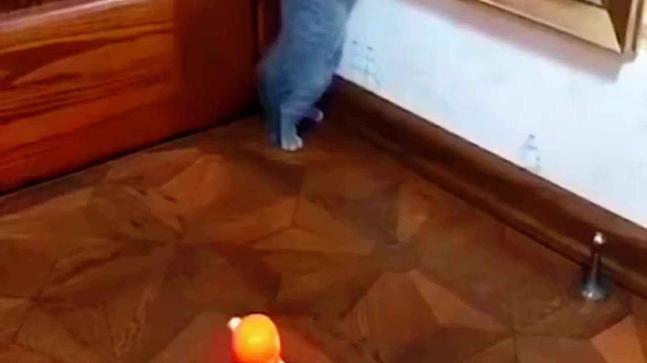 Funny cat videos 😹 🤣