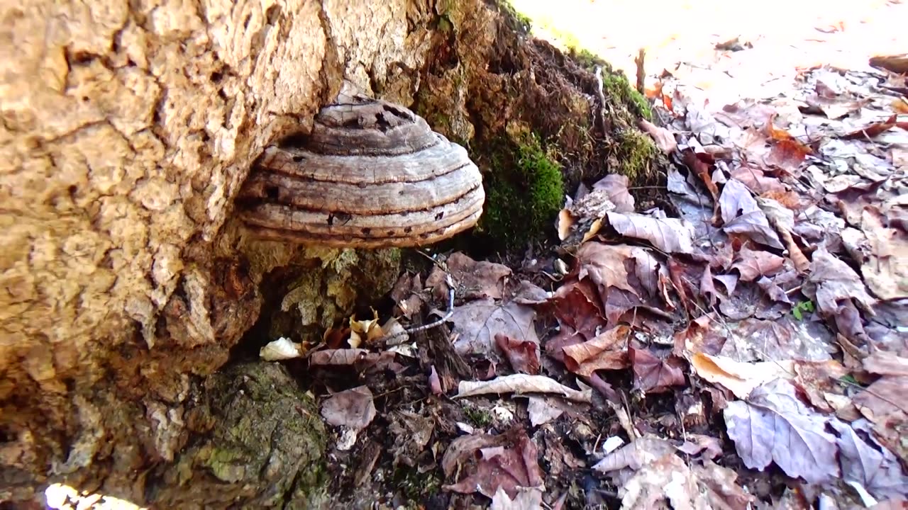 Mushroom