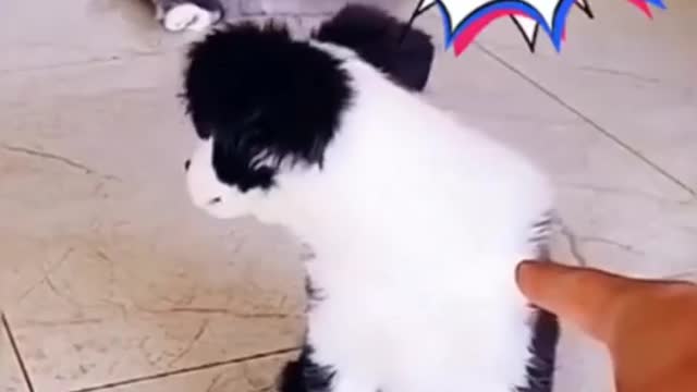 Most Funny Video of Dogs 🤣😹