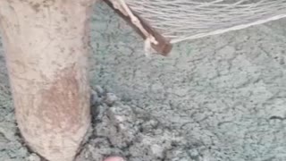 Clay wrestling, Pumping for water