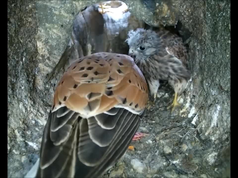 When dad comes home to find a new kestrel chick in the nest