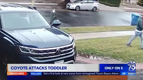 Video captures coyote attacking toddler in Woodland Hills - KTLA 5 News at 10pm