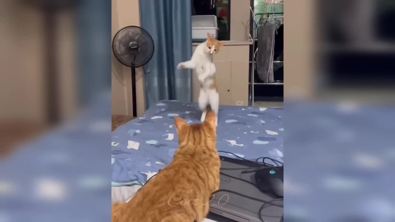 funniest cats videos