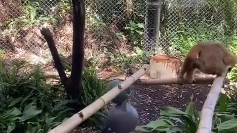 This monkey lost his grip and fell off. This is hilarious