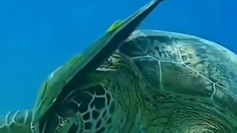 #shorts_aquatic turtles Water turtles at the bottom of the sea, watch with music