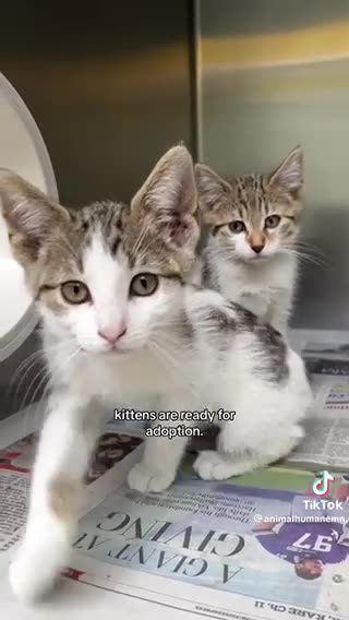 Kittens baby kitten pet information