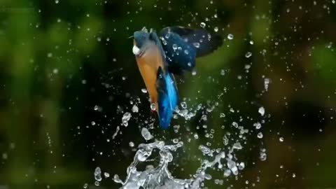 Amazing "Kingfisher"🕊️ Birds whatsapp status Vedio 🕊️ | by 𝕊𝕂𝕄 ℂɾҽαԵ𝕚́օղ