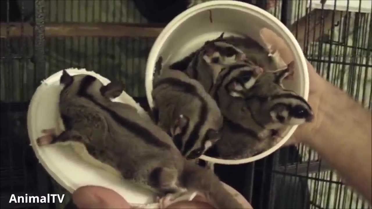 SUGAR GLIDERS Flying - Funny & Cute Compilation