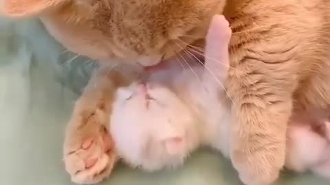 Cute baby cat 🐈🐈#short#cute#cat