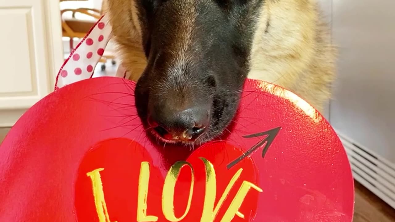 Beautiful dog German shepherd