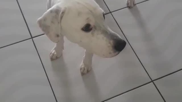 meu chicão amor da minha vida