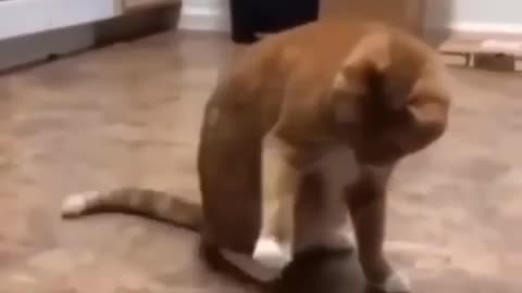 best funny cat ever