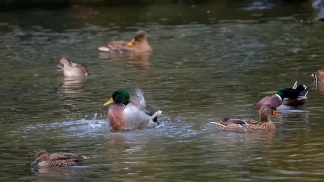 Duck beauty