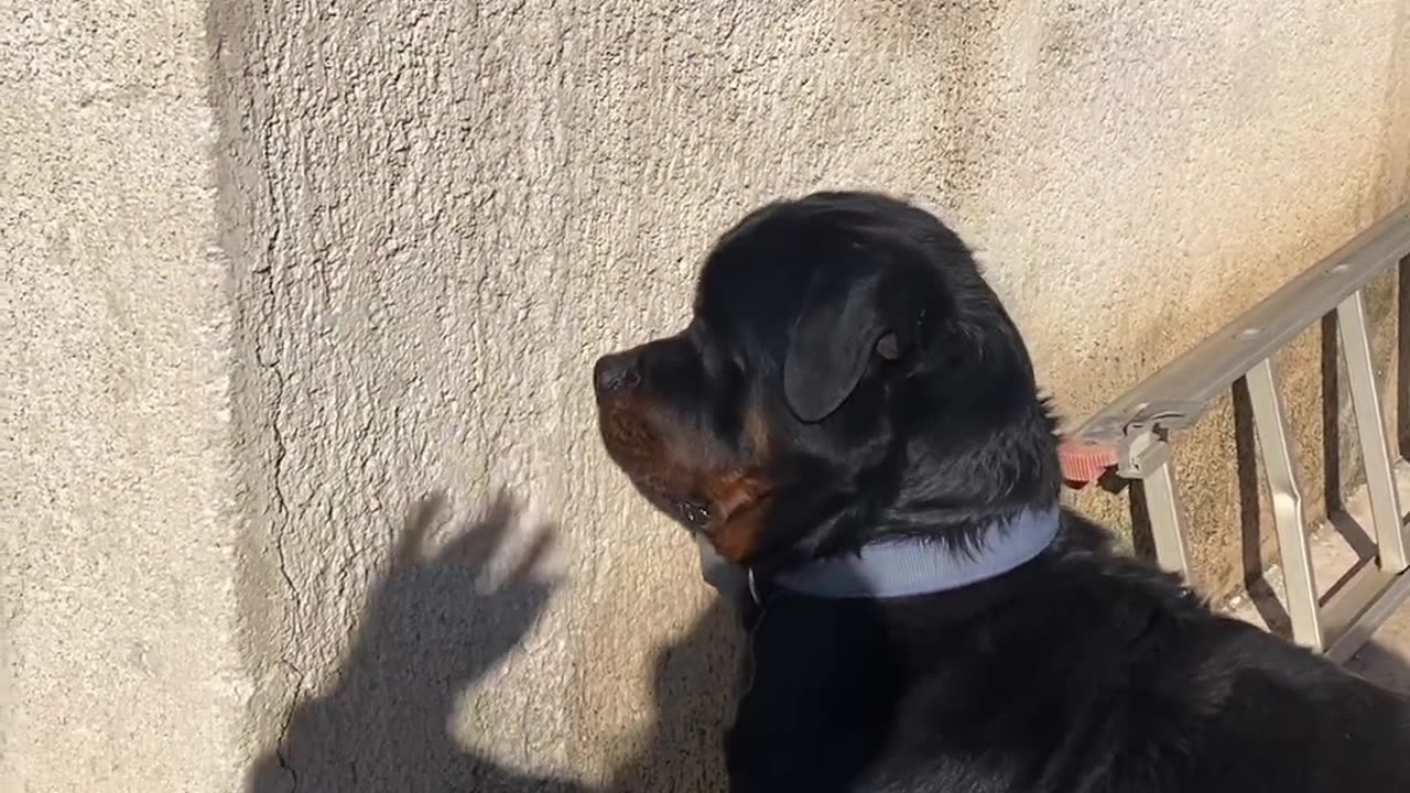 The cry at the end ðŸ˜