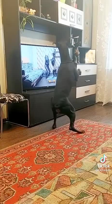 Self trained dog. Good vibe Sunday