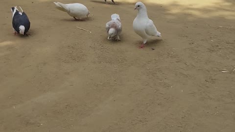 Pigeon video