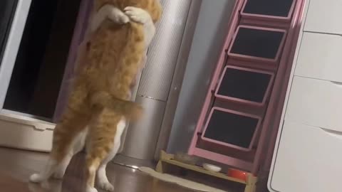 Cat and dog playing