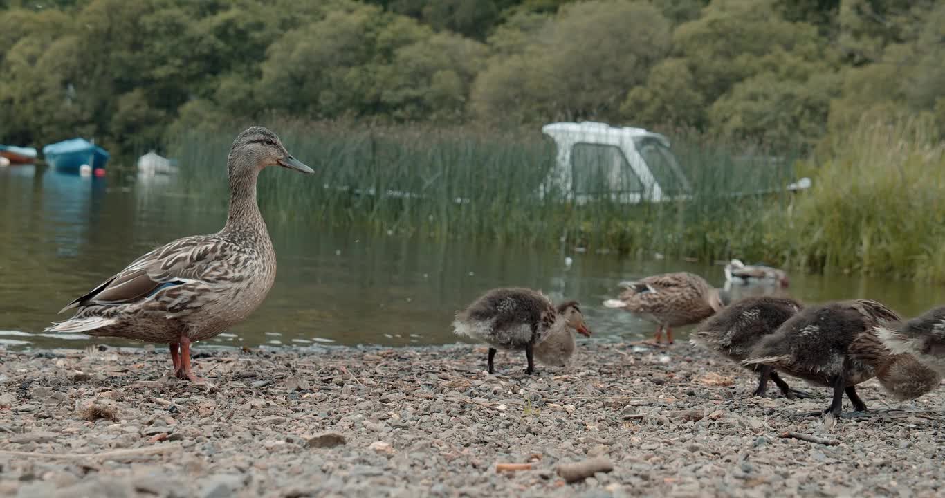 Duck Bird Scotland Water Chicks Animal Nature