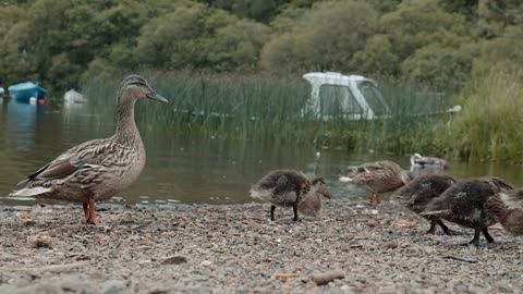 Duck Bird Scotland Water Chicks Animal Nature