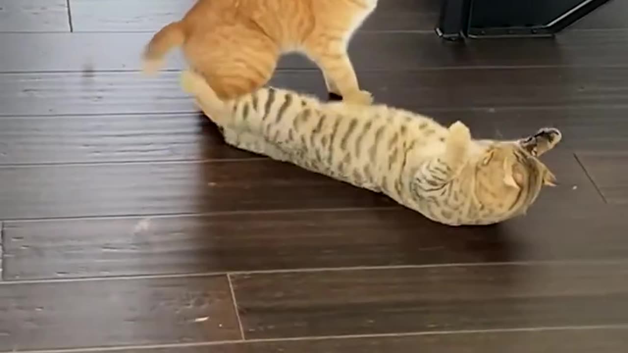 Funny cat pulls off sneak attack