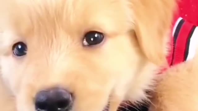 funnyvideos#dog#pet