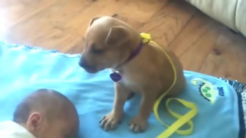 little puppy guarding a sleeping baby