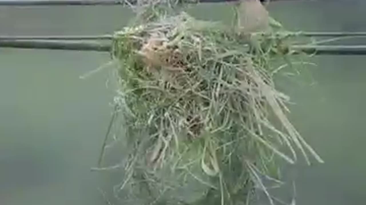 Weaver bird nest_Baya weaver making nest