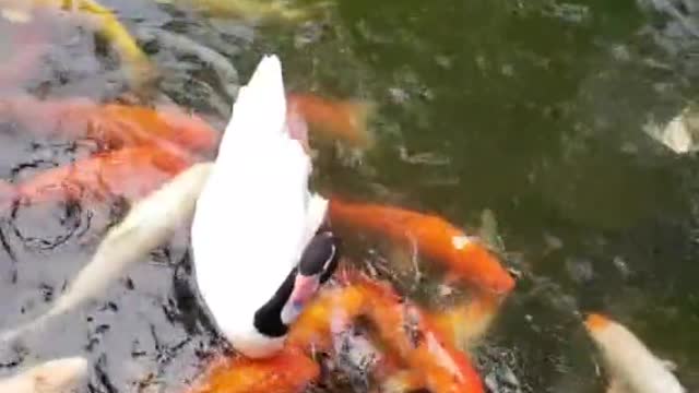 The goose has fallen in love with fish