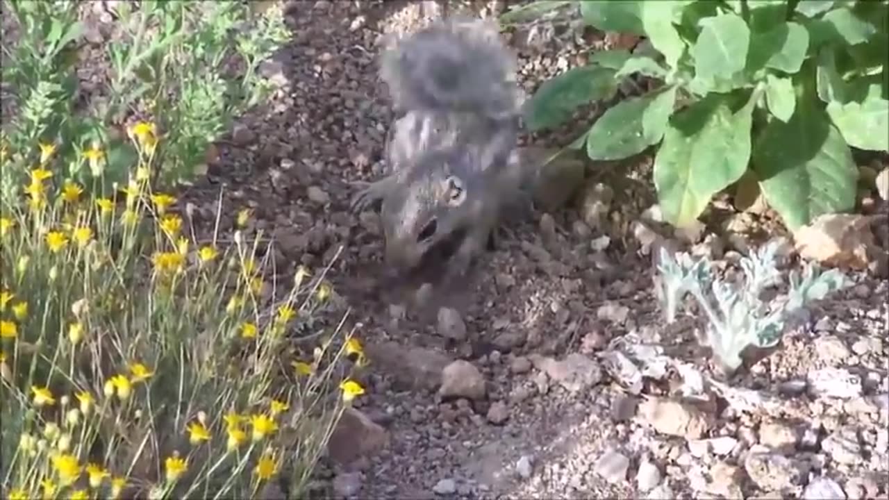 🐿️ Baby Squirrels Enjoying a Delightful Mealtime Feast! 🥜🍼