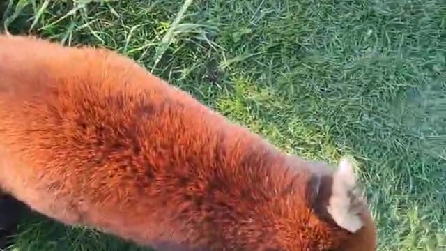 Red Panda