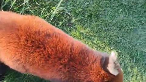Red Panda