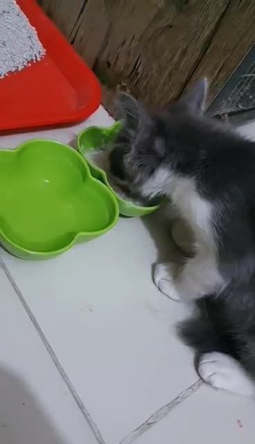 Cat Dish