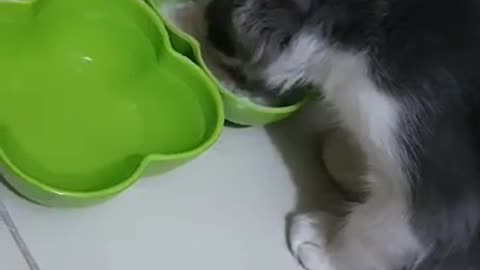 Cat Dish