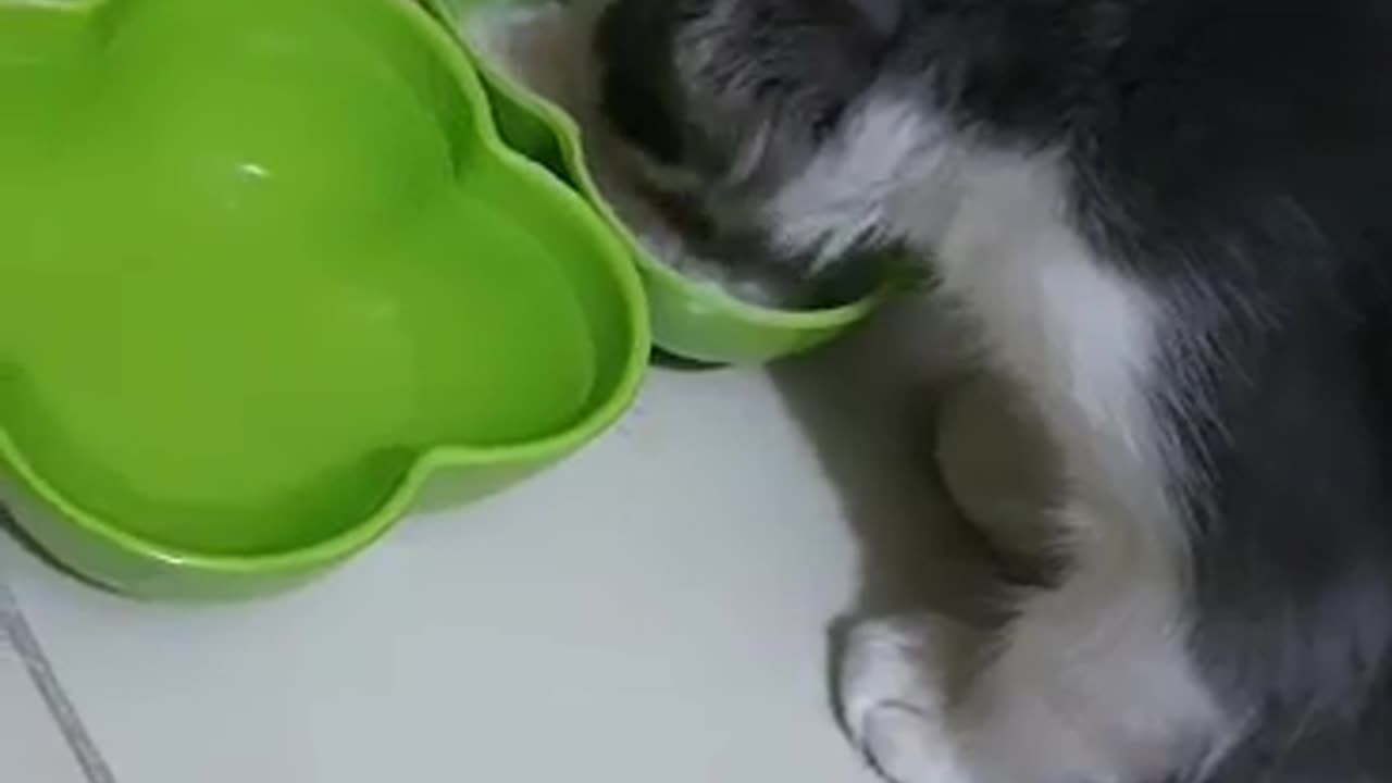 Cat Dish