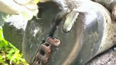 Satisfying hoof cleaning.