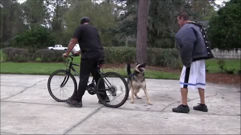 Develops your Dog's "Hidden Intelligence how to train your dog