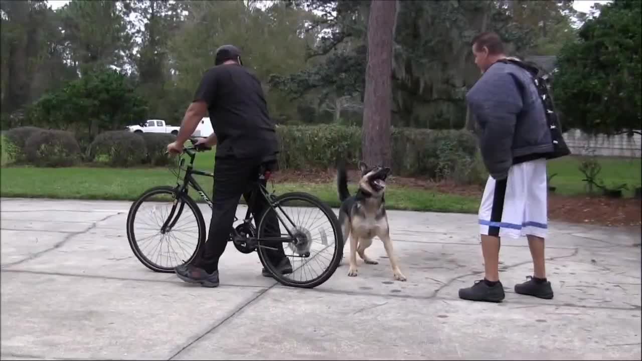 Develops your Dog's "Hidden Intelligence how to train your dog