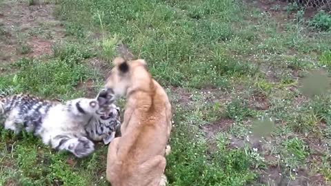 Baby Lion & Tiger playing