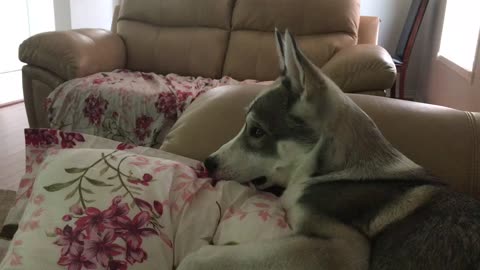Husky watching cricket match